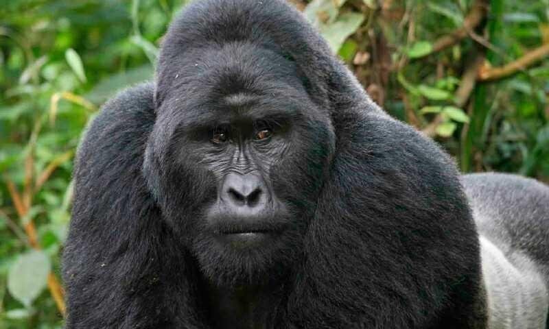 quos-est-explicabo-dicta-sint