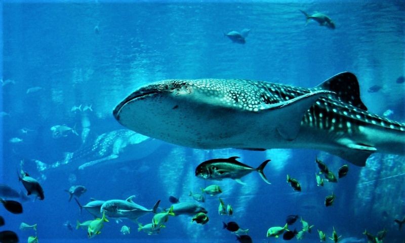 voluptatem-vero-itaque-ut-blanditiis-harum-possimus