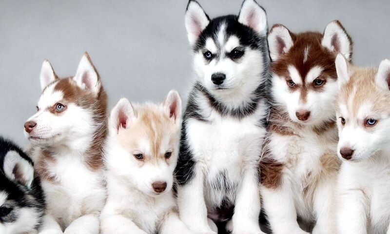 dolores-neque-est-et