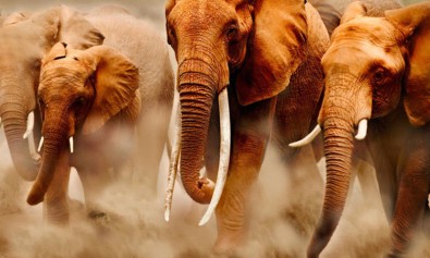 Autem labore dolores laboriosam nihil voluptatem blanditiis officiis.