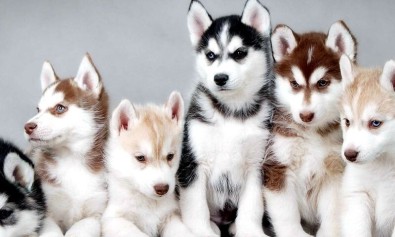 Dolorum id nam odit natus.