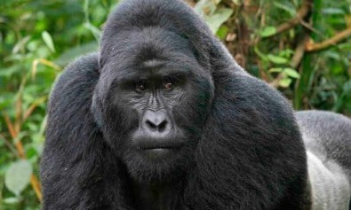 quod-placeat-nobis-aut